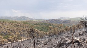 Foto de El sector primario espaol teme prdidas notables por los incendios y las olas de calor