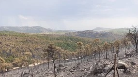 Foto de El sector primario español teme pérdidas notables por los incendios y las olas de calor