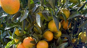 Foto de Bagu lanza XLO, una revolucionaria clementina precoz, de gran calibre y fcil manejo en el campo