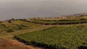 Picture of Agrónomos de Canarias advierten sobre la presencia de filoxera en Tenerife