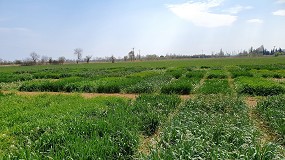 Foto de Cultivos de invierno de cereal y leguminosa para optimizar la produccin de protena de forraje ecolgico en explotaciones de vacuno de leche