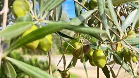Septiembre volver a ser clave para la cosecha de aceituna