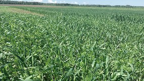 Foto de El IAS-CSIC trabaja en el desarrollo de variedades resilientes y de alto valor aadido