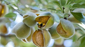 Foto de Riego por goteo subterrneo y eficiencia hdrica: claves para la rentabilidad en el cultivo de almendro