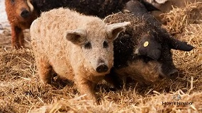 Foto de Del borde de la extinción a la élite culinaria: el jamón Mangalica de Monte Nevado consagrado como joya gastronómica