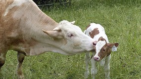 Foto de El valor de la produccin de carne de vacuno crece un 12% anual y se sita en 4.452 millones de euros