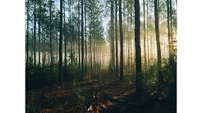 Foto de A economia da floresta