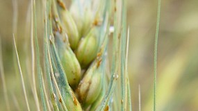 La roya negra del trigo en Catalua: anlisis de la situacin actual y posibles escenarios