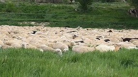 Foto de Mejorar la alimentación y el manejo del rebaño con cultivos en el ovino de carne de Aragón