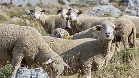 Foto de China reabre su mercado al ovino y caprino espaol tras dos aos de bloqueo sanitario