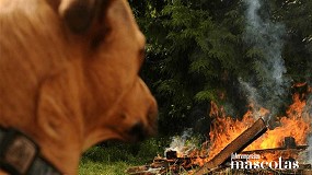Foto de Prevencin y actuacin ante incendios con animales: Cmo protegerlos?