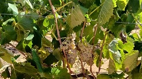 Foto de Estiman un 20% menos de uva en la Comunidad Valenciana por el pedrisco y el calor