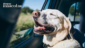 Consejos nutricionales para viajar con mascotas