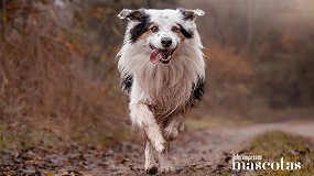 Nutricin adecuada para perros de alta energa