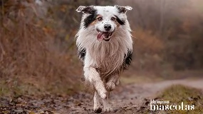 Foto de Nutrición adecuada para perros de alta energía