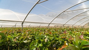 Foto de Viveros Brokaw, el vivero de confianza para subtropicales, especialmente, aguacate y mango