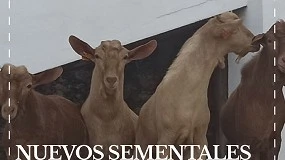 Foto de Cabrama incorpora nuevos sementales al Centro de Selección de la Cabra Malagueña