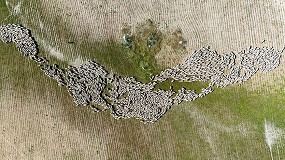 Foto de Un nuevo proyecto turstico pone en valor las rutas de trashumancia de las ovejas Merinas