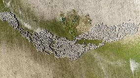 Foto de Un nuevo proyecto turístico pone en valor las rutas de trashumancia de las ovejas Merinas