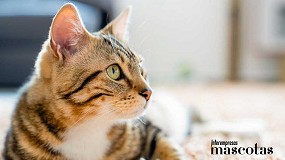 Gatos y vuelta a la rutina: gua para aliviar el sndrome postvacacional felino