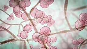 Picture of El ECDC advierte sobre la expansión de Candidozyma auris resistente a fármacos en hospitales europeos