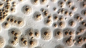 Foto de Prevalencia estable de la agalaxia contagiosa pese al aumento de explotaciones vigiladas