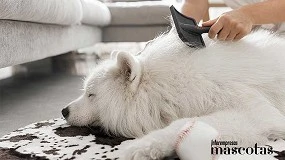 Foto de ¿Por qué pierde pelo tu mascota cuando llega el otoño?