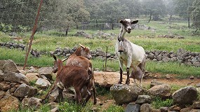 Foto de Promocin internacional reforzada de las razas caprinas espaolas en Caprinov25