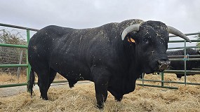 Dos toros de Avilea-Negra Ibrica alcanzan precios histricos en la Subasta de vila