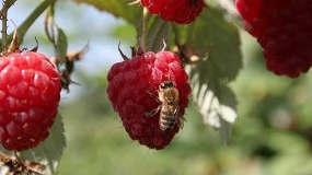 Foto de Solues inovadoras na produo de pequenos frutos