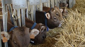 Rumprint analiza los impactos ambientales en el ciclo productivo del vacuno de carne