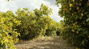 Foto de AEVAE supera 500 toneladas de envases recogidos en ms de 300 puntos en Murcia