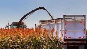 Foto de Sai da frente, Quinoa � ser� o Sorgo o pr�ximo superalimento?