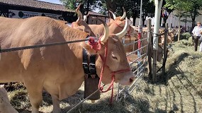Premiados del XXXVI Concurso-Subasta Nacional de Vacuno Pirenaico en Elizondo