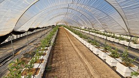 Gramoflor lanza una nueva lnea de sustratos para berries