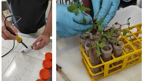 Foto de Detectan la ineficacia de la biosolarizacin y la biofumigacin frente al rugoso del tomate y jaspeado verde del pepino