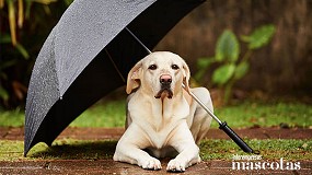 Foto de Proteccin de animales callejeros en temporada de lluvias: los consejos de una veterinaria