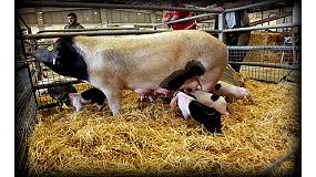 Foto de La raza porco celta, en peligo de extincin, crece un 63,71%	 en los ltimos tres aos