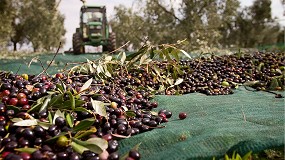 Foto de An�lisis organol�ptico y de perfil graso de la aceituna 2025/26