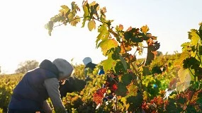 Foto de 7 millones de kg de uva vendimiadas en la DO Cigales este 2025