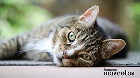 El arte de vivir con gatos: entender su comportamiento para mejorar su bienestar y fortalecer el vnculo