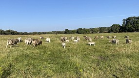 Foto de Potencial de la tedera como leguminosa forrajera resistente a la sequ�a en la dehesa