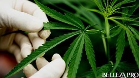 Foto de La cosmética con CBD gana terreno en España: crece la demanda de aceites y productos naturales