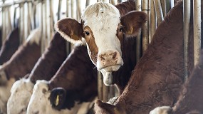 Foto de El Gobierno destina 660.000 euros a la compra de vacunas contra la dermatosis nodular contagiosa