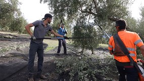 Foto de G.O. Aove Tradicional: Certificacin blockchain de la trazabilidad del aceite de oliva virgen extra de olivar tradicional