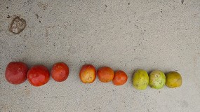 Barnigrado desarrolla un sistema piloto de visin artificial para optimizar el control de calidad en la recepcin del tomate