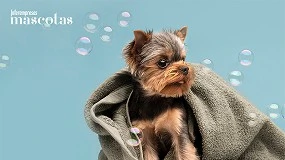 Foto de Cómo cuidar la piel de perros y gatos con la llegada del frío