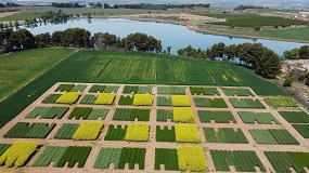 Foto de La rotacin con leguminosas mejora la calidad del suelo en cultivos de invierno en regado
