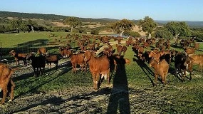 Foto de La raza caprina Retinta Extremeña suma 200 nuevos ejemplares en Cáceres