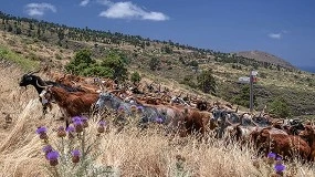 Foto de Eva Muñoz destaca el trabajo para conservar el patrimonio genético de la Cabra Palmera